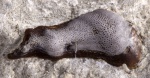 Poecilodus sp. 3