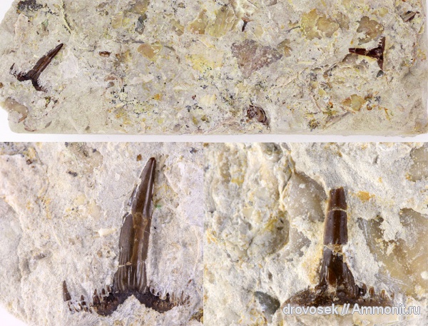 рыбы, зубы, нижний карбон, Saivodus, Ctenacanthiformes, Заборье, Saivodus striatus, fish, teeth