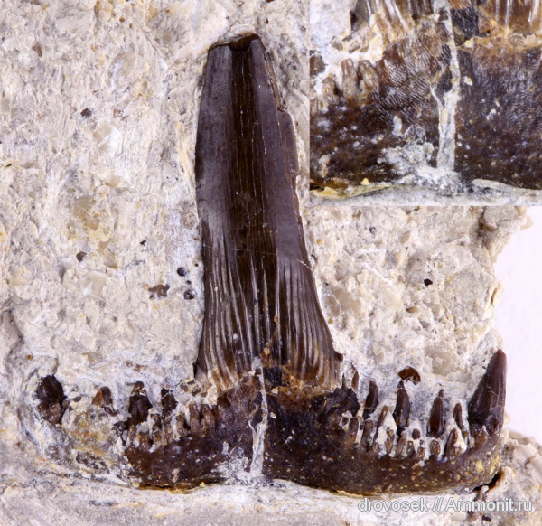 рыбы, зубы, нижний карбон, Saivodus, Ctenacanthiformes, Заборье, Saivodus striatus, fish, teeth