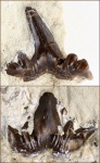 Ctenacanthiformes  2