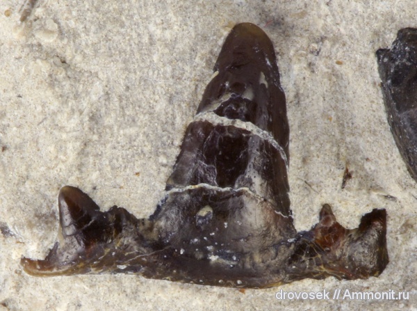 рыбы, зубы, нижний карбон, Stethacanthus, Symmoriiformes, fish, teeth