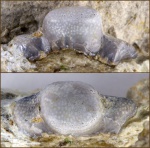 ''Helodus'' sp. 1 ''Helodus'' sp. 1