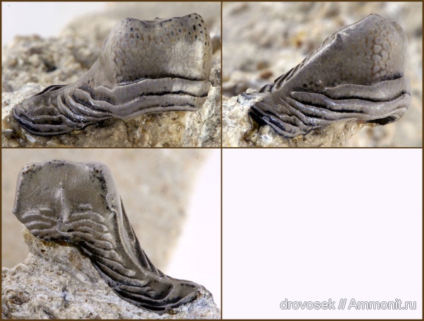 рыбы, зубы, нижний карбон, Lophodus, Заборье, Orodontiformes, fish, teeth