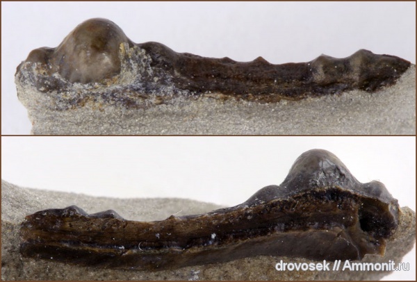 рыбы, зубы, нижний карбон, Orodus, Заборье, Orodontiformes, fish, teeth