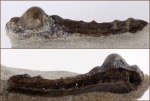 Orodus sp. 1