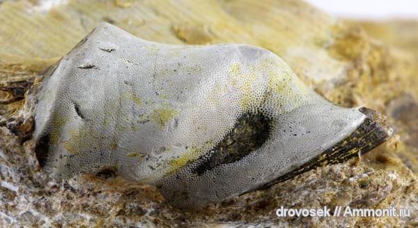 рыбы, зубы, нижний карбон, Menaspiformes, Заборье, Deltoptychius, fish, teeth