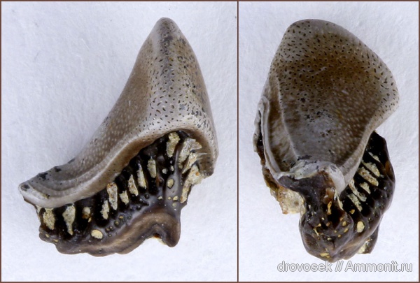 рыбы, зубы, нижний карбон, Lophodus, Заборье, Orodontiformes, fish, teeth