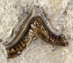 "Lophodus" sp.4