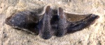 Diplacodus bulboides 1