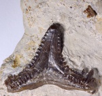 Carcharopsis sp. 1