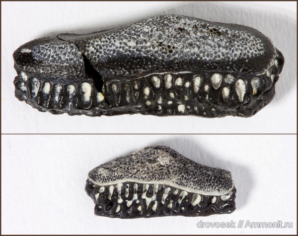 Домодедово, рыбы, зубы, верхний карбон, Oxytomodus, Helodontiformes, fish, teeth