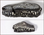 Oxytomodus argutus 3