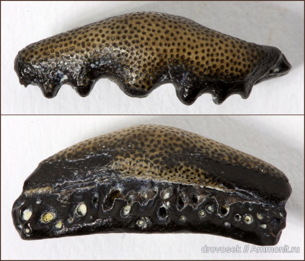 Домодедово, рыбы, зубы, верхний карбон, Eugeneodontiformes, Arpagodus, fish, teeth