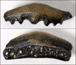 Arpagodus sp. 1