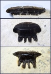 Polyrhizodus (many)