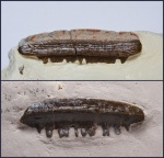 Polyrhizodus (many) 2