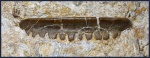 Polyrhizodus sp. 3