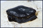 Lagarodus specularis Trautschold, 1874 (1)