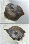 Deltodus concha Trautschold, 1874 (1)
