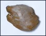 Psephodus cf. magnus (Agassiz, 1838). (2)