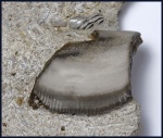Psephodus cf. magnus (Agassiz, 1838). (3)