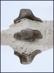 "Helodus" sp. (3)