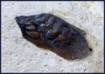 Poecilodus jonesi McCoy (3)