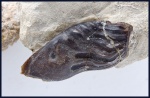 Poecilodus jonesi McCoy (4)