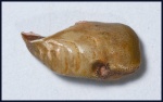 Deltodus concha (Trautschold, 1874) (1)