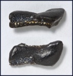 Lagarodus specularis (Trautschold, 1874) (2)