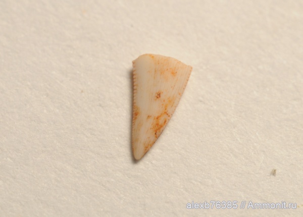 триас, Archosauromorpha, норий