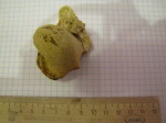 Gastropoda Bellerophon