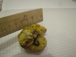Gastropoda Bellerophon