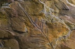 Alethopteris