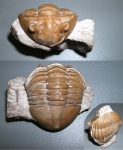 Asaphus lepidurus