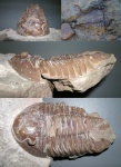 Asaphus lepidurus