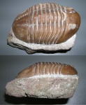 Asaphus lepidurus Nieszkowski