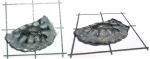 Petrodus sp.