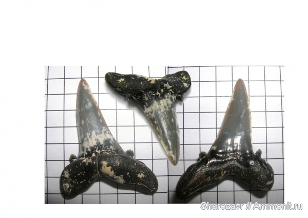 эоцен, зубы акул, Striatolamia macrota, верхний эоцен, Волгоград, Upper Eocene, shark teeth