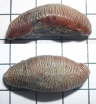 Acrodus
