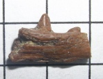 челюсть рыбы