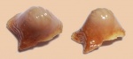 Ptychodus whipplei