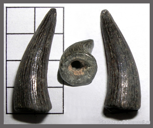 рептилии, крокодилы, зубы, палеоцен, Волгоград, teeth