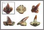 Squatirhina sp.