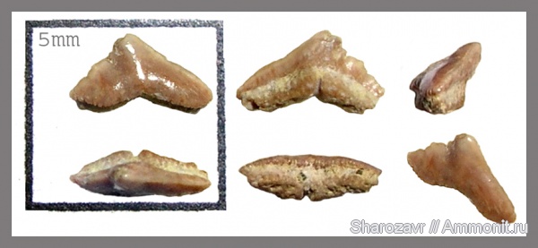 рыбы, зубы, зубы акул, кампан, Galeorhinus, Волгоград, Campanian, fish, teeth, shark teeth