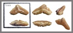 Galeorhinus