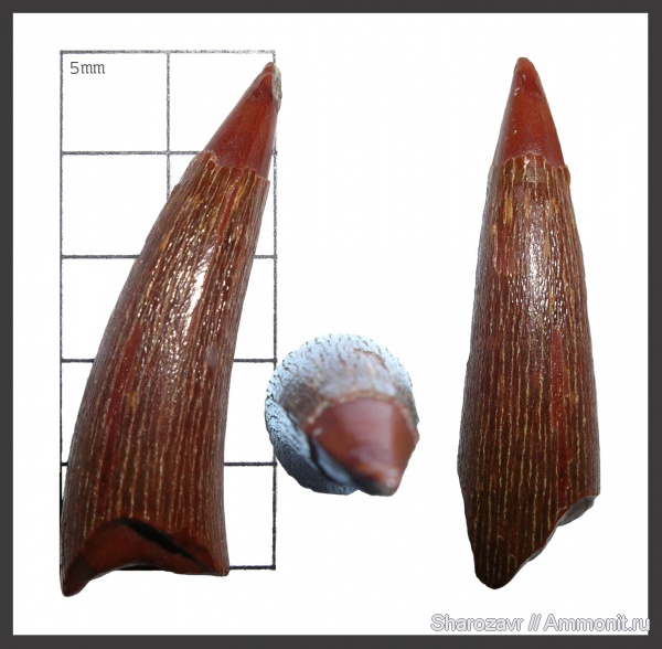 мел, палеоген, зубы, Волгоград, Gavialoidea, Thoracosaurus, Tomistoma, teeth