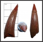 Gavialoidea indet. (Thoracosaurus или Tomistoma)