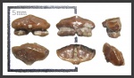 Micropristis