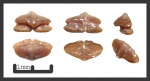 Micropristis 2